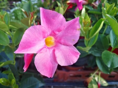 ⁦דיפלדניה⁩ – תמונה ⁦3⁩