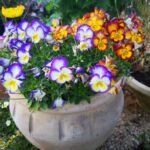 אמנון ותמר(3)