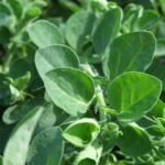 אפונה ריחנית