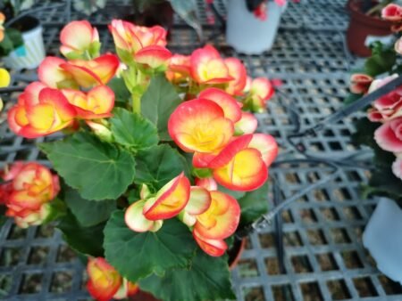 ⁦בגוניה 'ורד'⁩ – תמונה ⁦3⁩