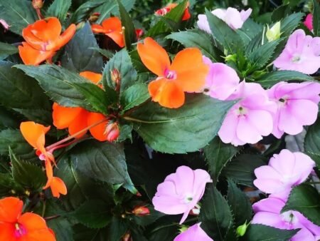 בשמת ניו גינאה – תמונה 3