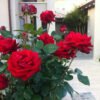 ורד אינגריד ברגמן1