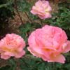 ורד טהיטי