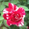ורד פורפל טייגר 1