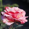 ורד פורפל טייגר 2