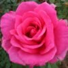 ורד פרולה 1