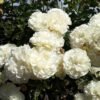 ורד פרל מיידילנד 1