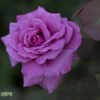 ורד שוקינג בלו 1