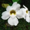 טונברגיה גדולת פרחים לבן