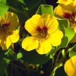 כובע הנזיר - פרחים