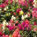 לע ארי ננסי צבעים שונים