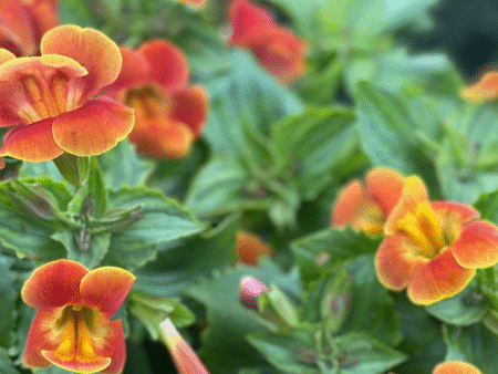 ⁦מימולוס⁩ – תמונה ⁦3⁩