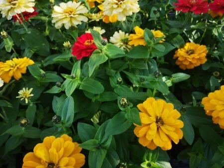 ציניה – תמונה 7