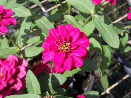 ציניה – תמונה 6