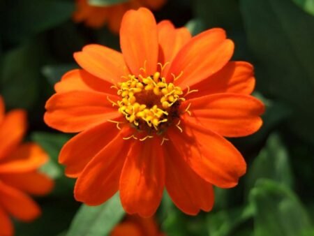 ציניה – תמונה 5