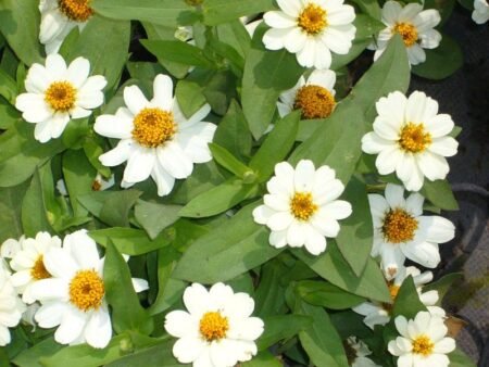 ציניה – תמונה 3