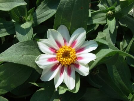 ציניה – תמונה 4