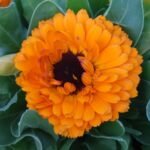 ציפורני חתול כתום