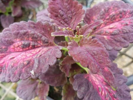 ⁦נדנונית מכלוא - קוליאוס⁩ – תמונה ⁦3⁩