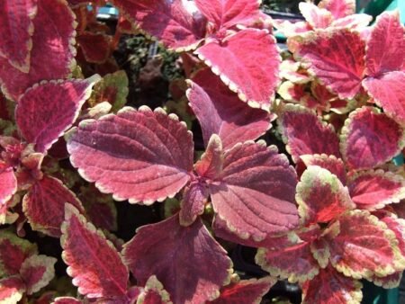 ⁦נדנונית מכלוא - קוליאוס⁩ – תמונה ⁦5⁩