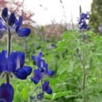 תורמוס הרים