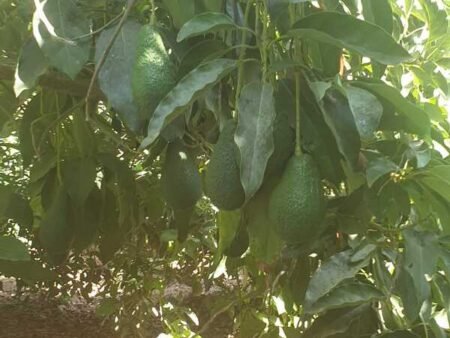 ⁦אבוקדו פינקרטון⁩ – תמונה ⁦4⁩