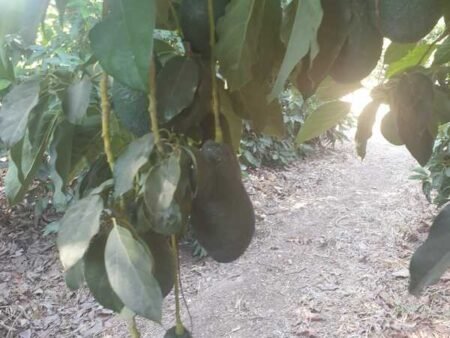 ⁦אבוקדו פינקרטון⁩ – תמונה ⁦3⁩