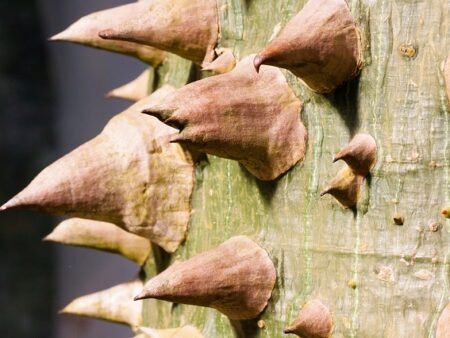 ⁦כוריזיה בקבוקית⁩ – תמונה ⁦1⁩