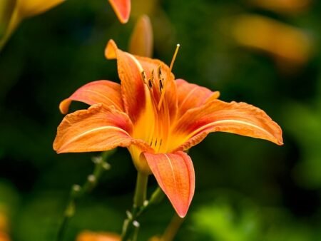 ⁦המרוקליס⁩ – תמונה ⁦6⁩