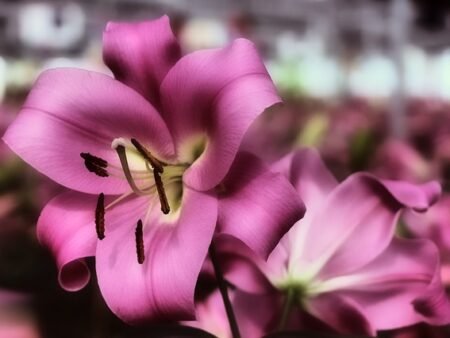 ⁦המרוקליס⁩ – תמונה ⁦4⁩