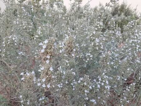 ⁦זוטה לבנה⁩ – תמונה ⁦3⁩