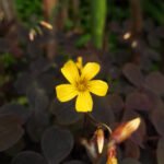 חמציץ וולקני