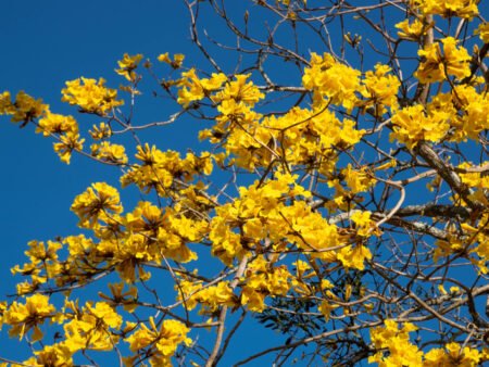 טבבויה איפה