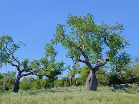 ⁦כוריזיה בקבוקית⁩ – תמונה ⁦2⁩