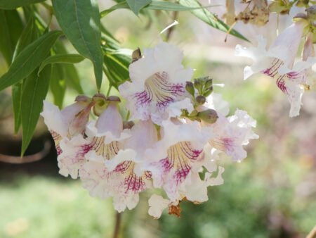 ⁦כיטלפה טשקנט⁩ – תמונה ⁦1⁩