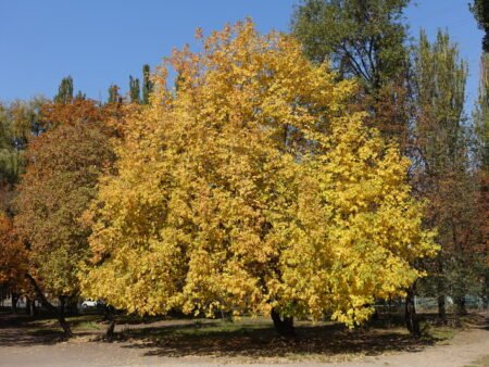 ⁦מילה פנסילבנית⁩ – תמונה ⁦1⁩