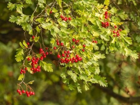 ⁦עוזרר אדום⁩ – תמונה ⁦4⁩