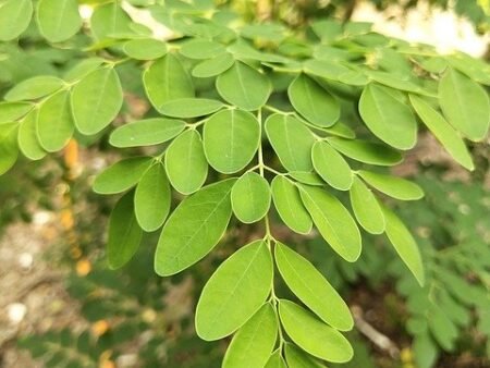 מורינגה מכונפת