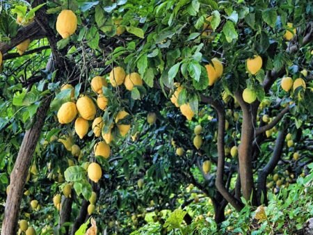 עצי לימון