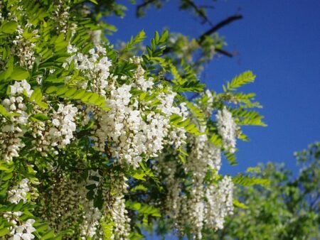 רוביניה בת שיטה